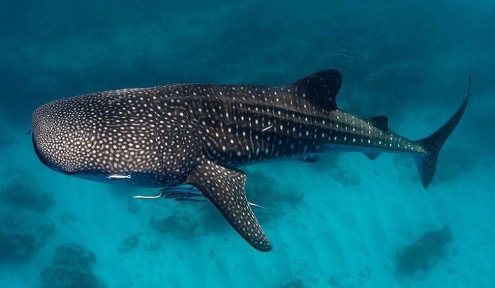 Swimming with Whale Sharks: The Ultimate Guide